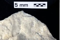 Foto (Detailansicht) von Cracensigillatus acutirostris (Moericke, 1889) (NHMW-GEO-1990-0041-0386)